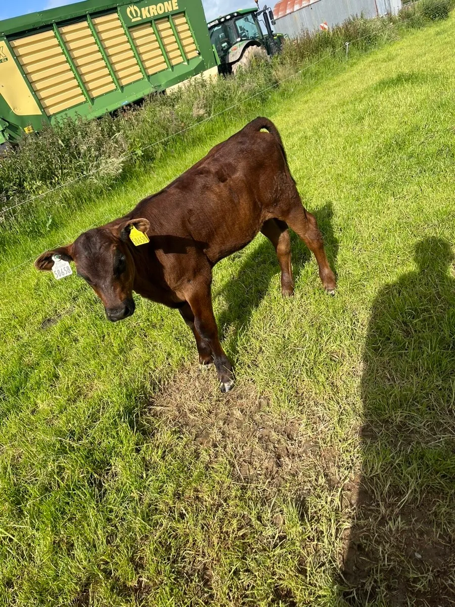 50 Quality reared calves - Image 2