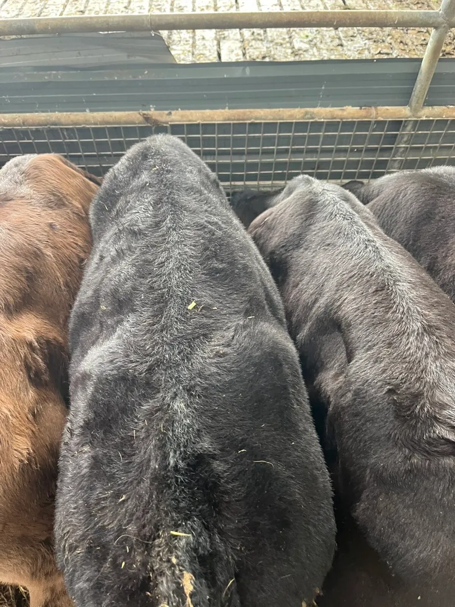 50 Quality reared calves - Image 4