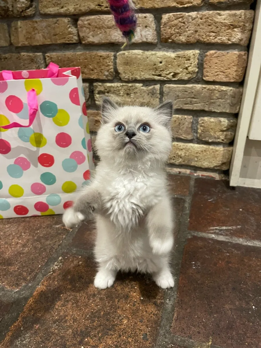 Gorgeous Purebred Ragdoll Kittens - Image 3