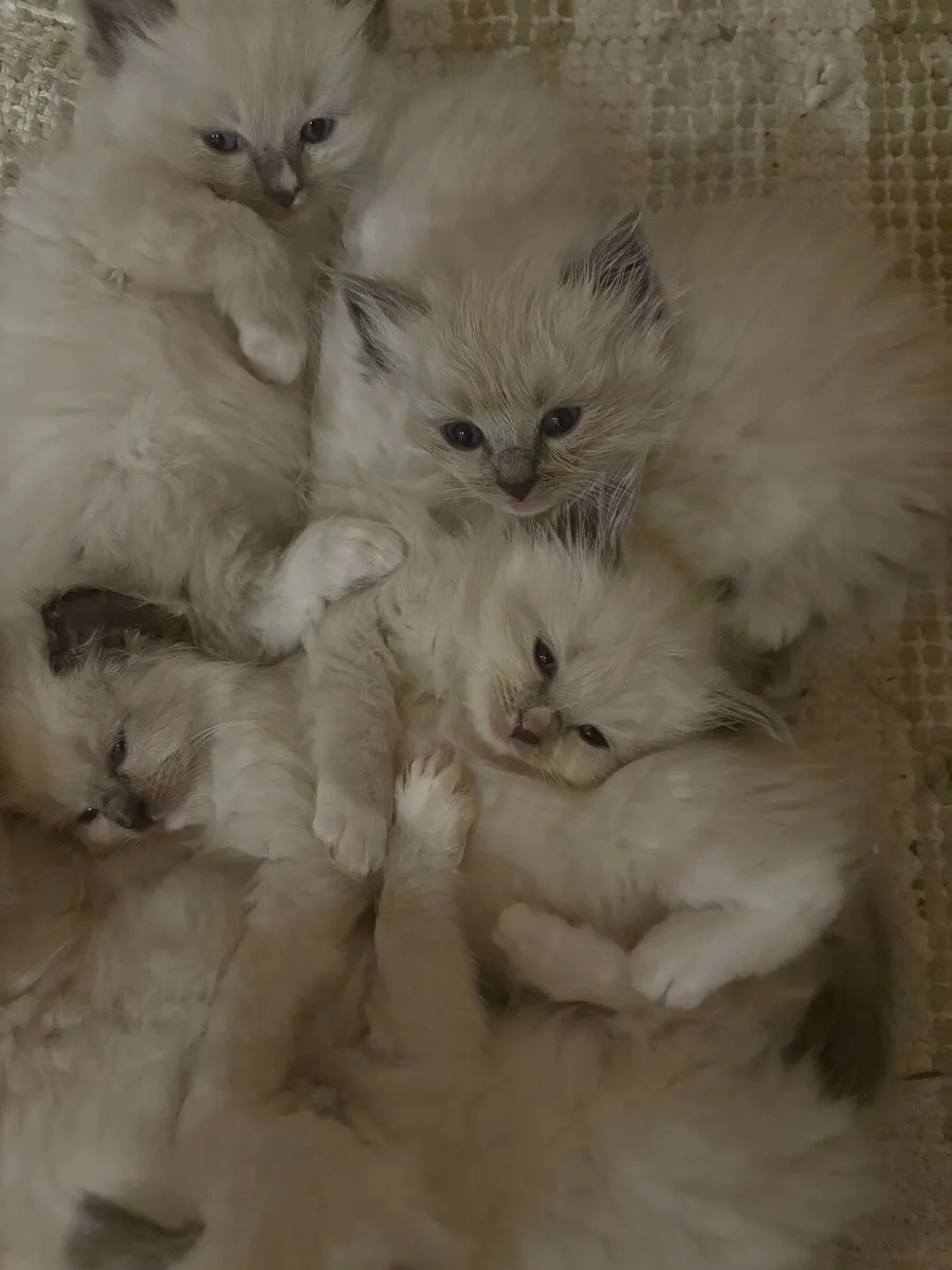 Gorgeous Purebred Ragdoll Kittens - Image 4