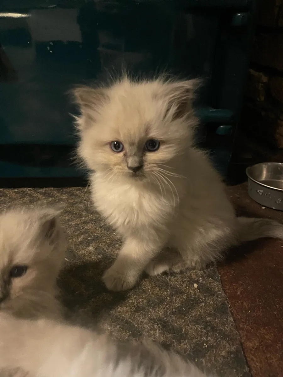 Gorgeous Purebred Ragdoll Kittens - Image 2