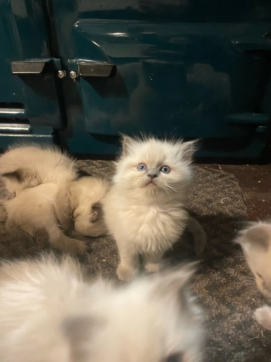 Gorgeous Purebred Ragdoll Kittens - Image 1