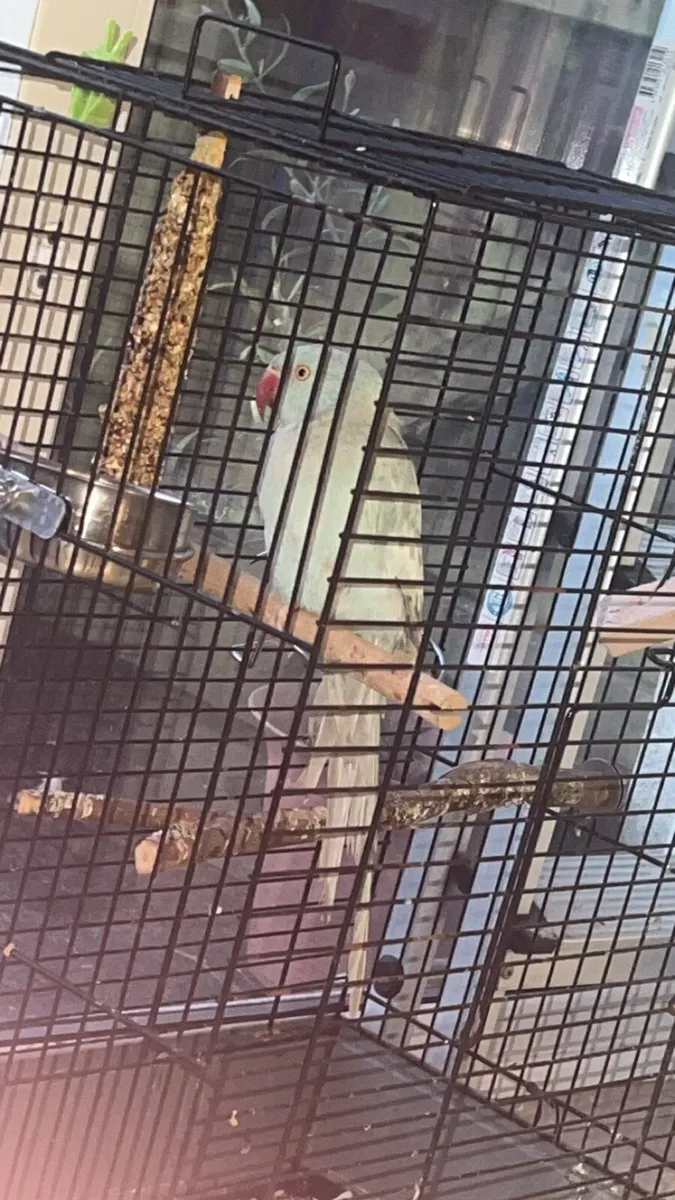 Ring neck parrot - Image 3