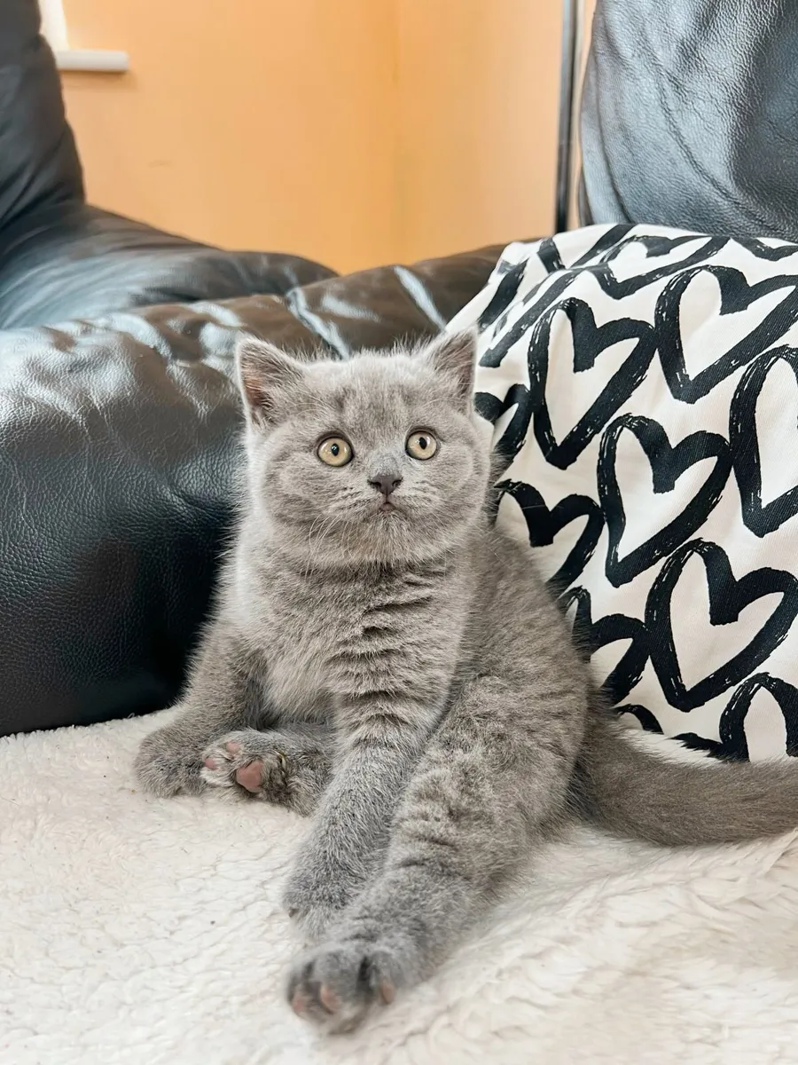 Kittens - Image 1