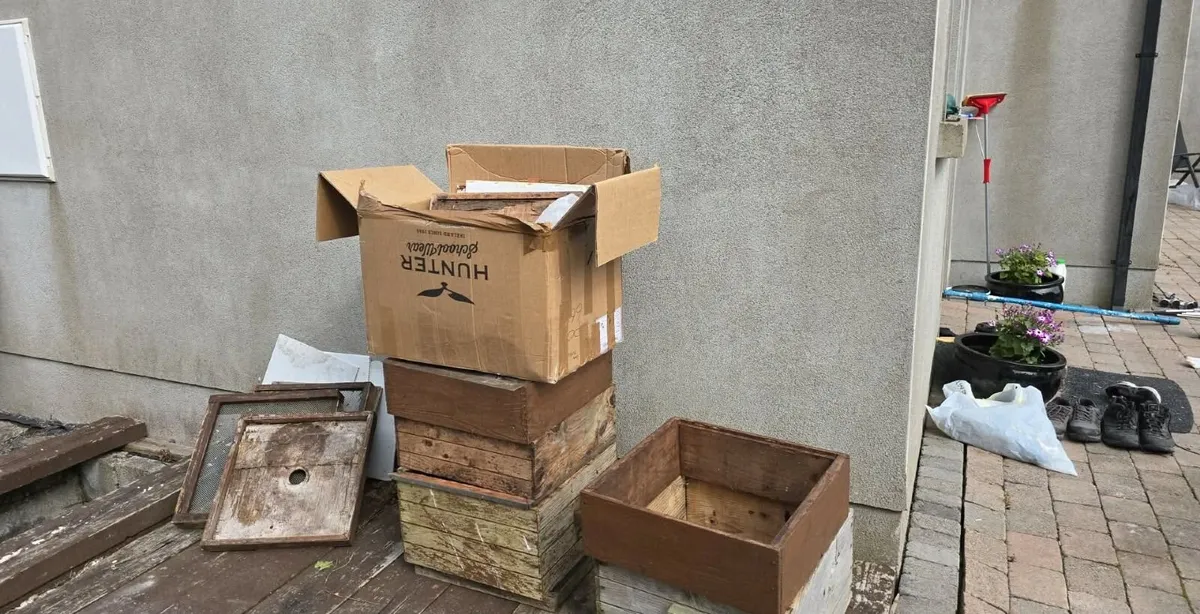 Bees - Image 2