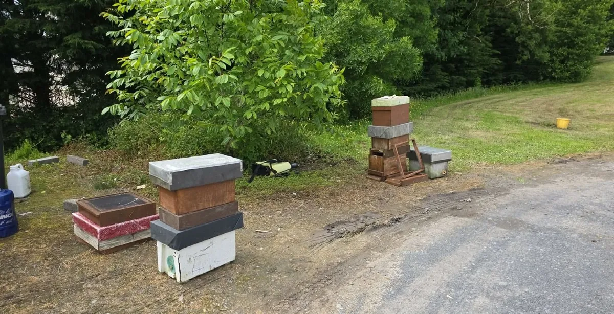 Bees - Image 3