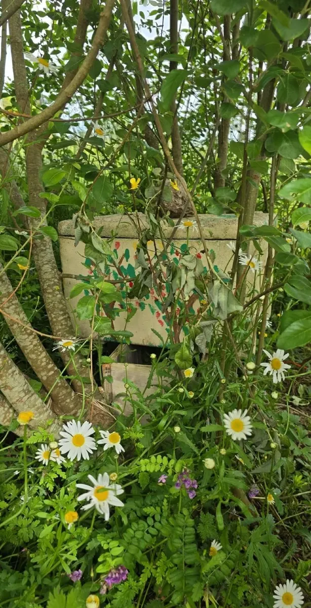 Bees - Image 4