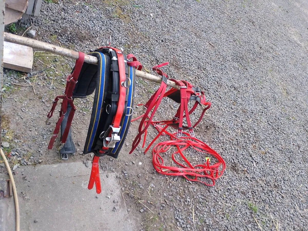 Racing sukly and Elite harness - Image 2