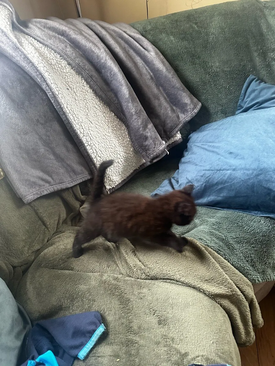 Kittens - Image 2
