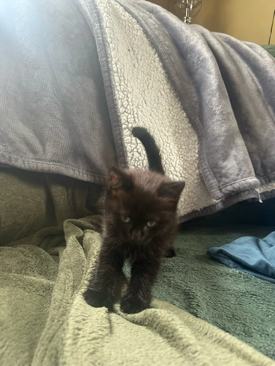 Kittens - Image 3
