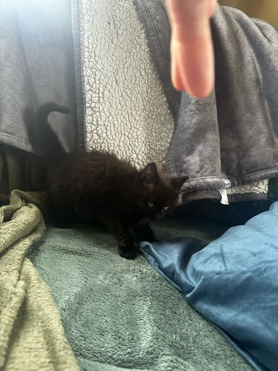 Kittens - Image 1