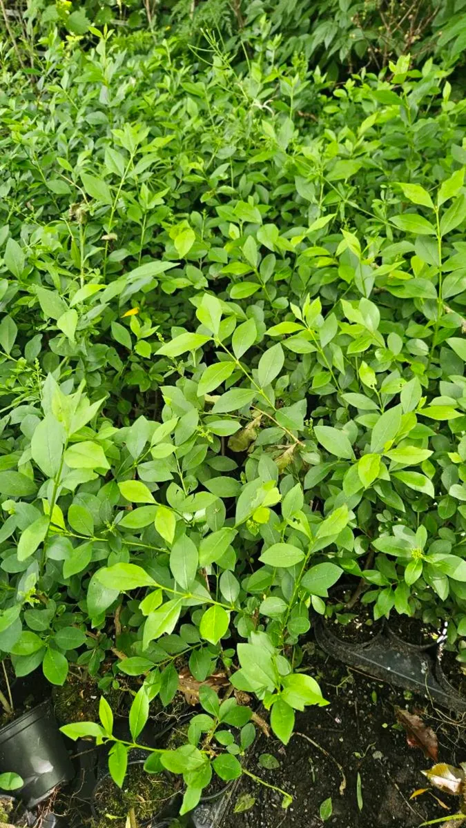 Green Privet, Golden Privet Hedging