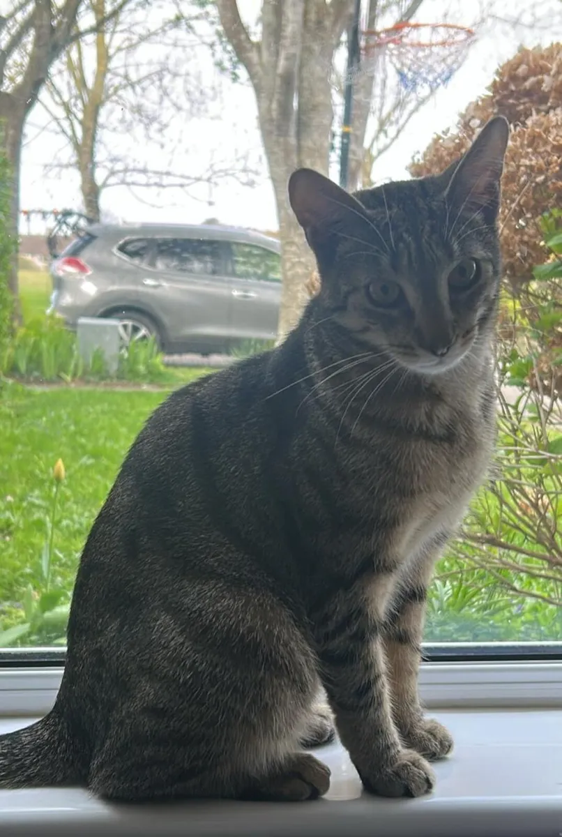 1-Year-Old Male Cat Looking for a Loving Home - Image 1