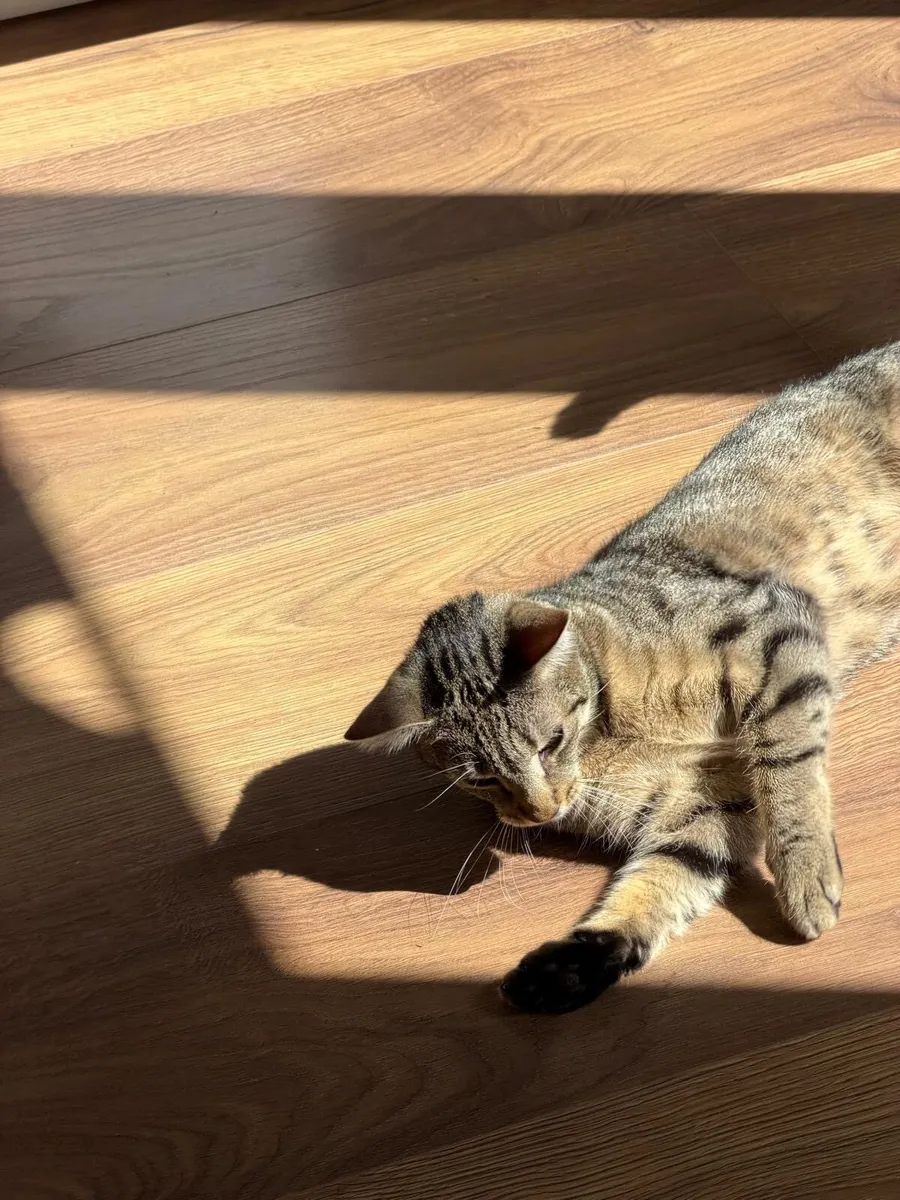 1-Year-Old Male Cat Looking for a Loving Home - Image 2