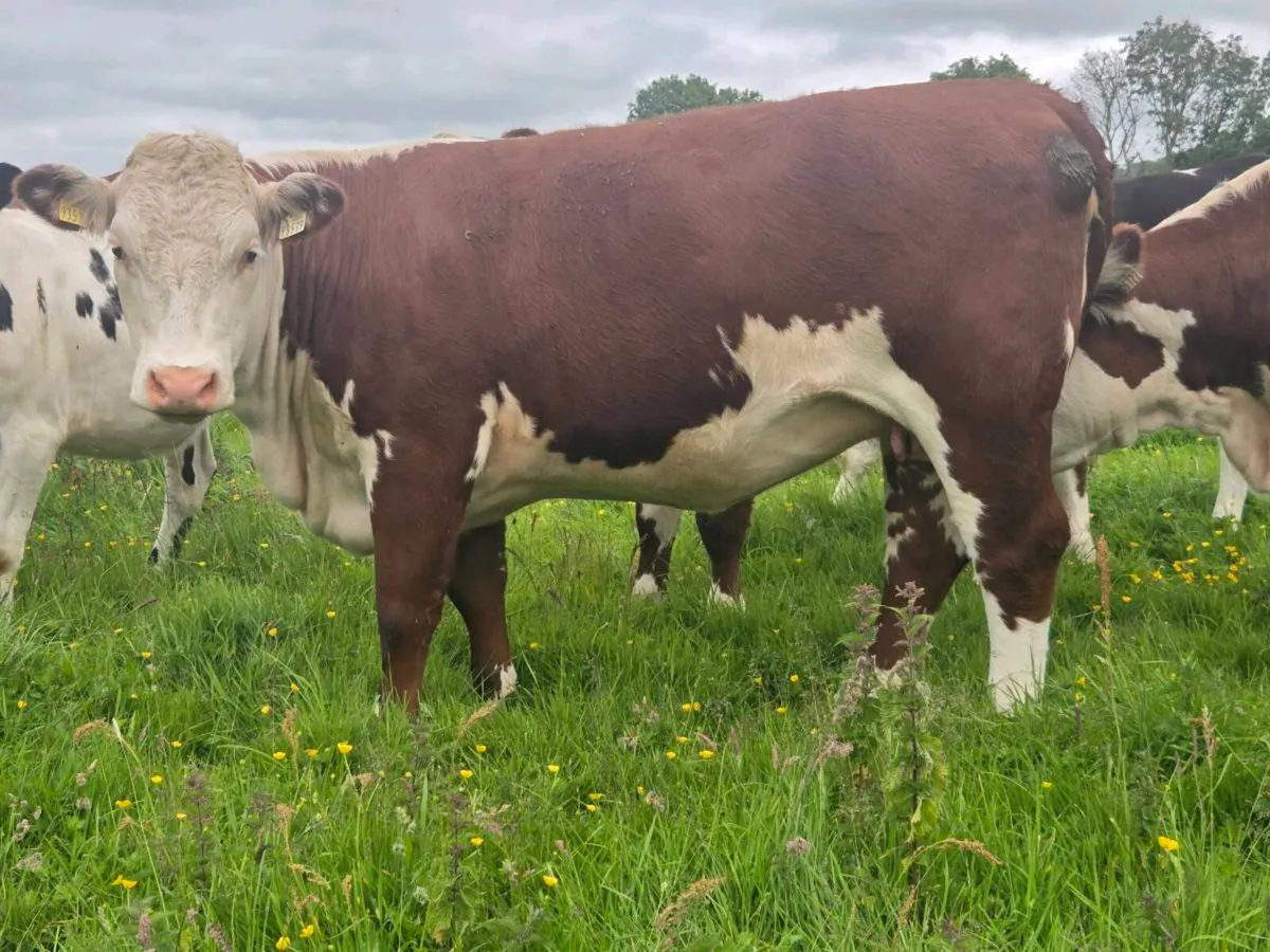 Hereford heifers - Image 2