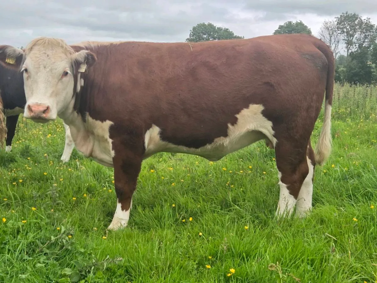 Hereford heifers - Image 3