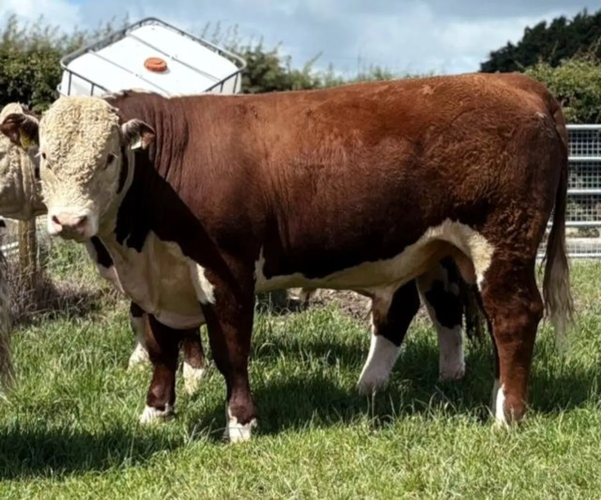 Quality Hereford bulls for sale - Image 2