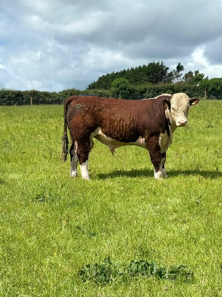 Quality Hereford bulls for sale - Image 3