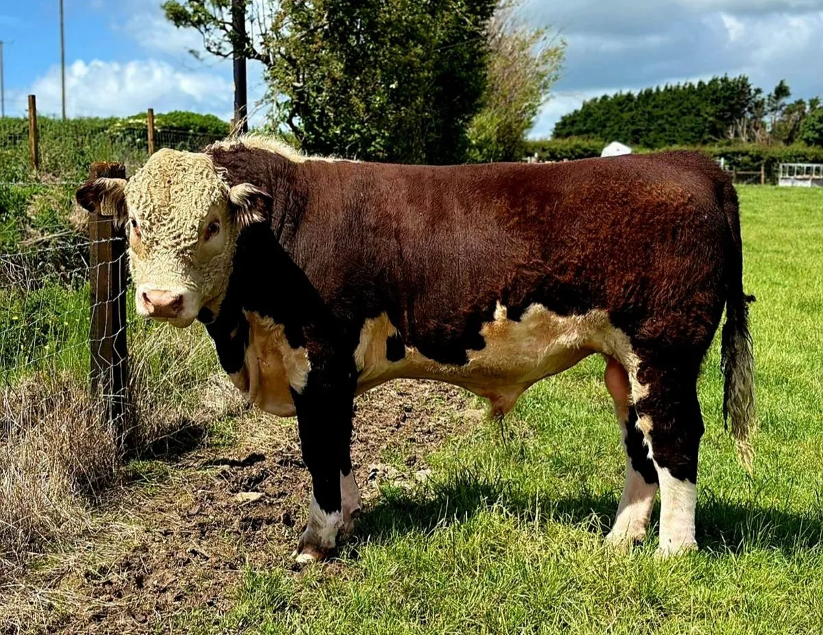 Quality Hereford bulls for sale - Image 1