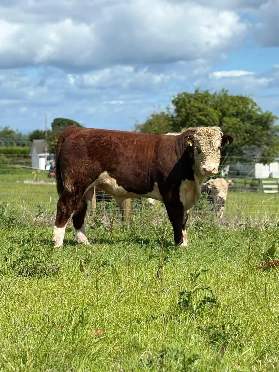 Quality Hereford bulls for sale - Image 4