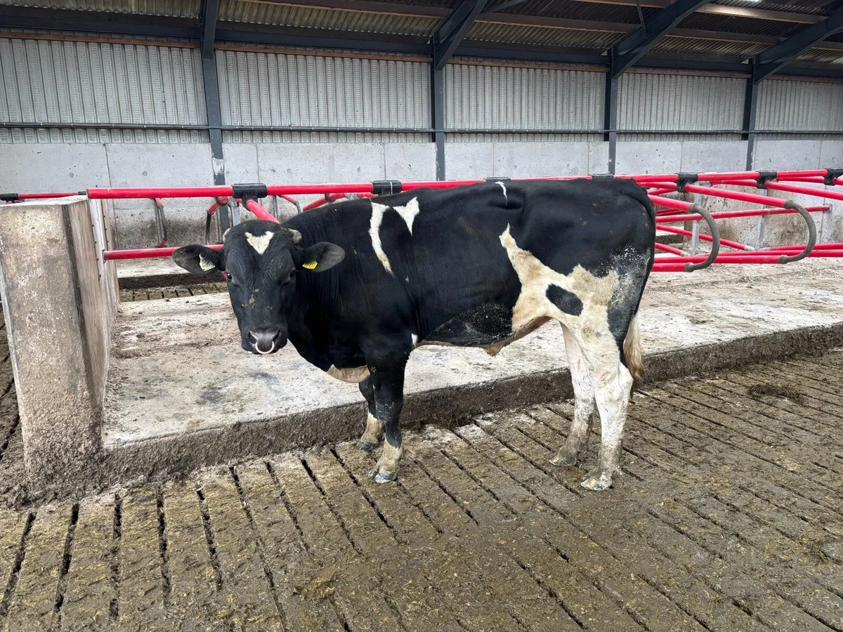 Pedigree Fr bulls - Image 3