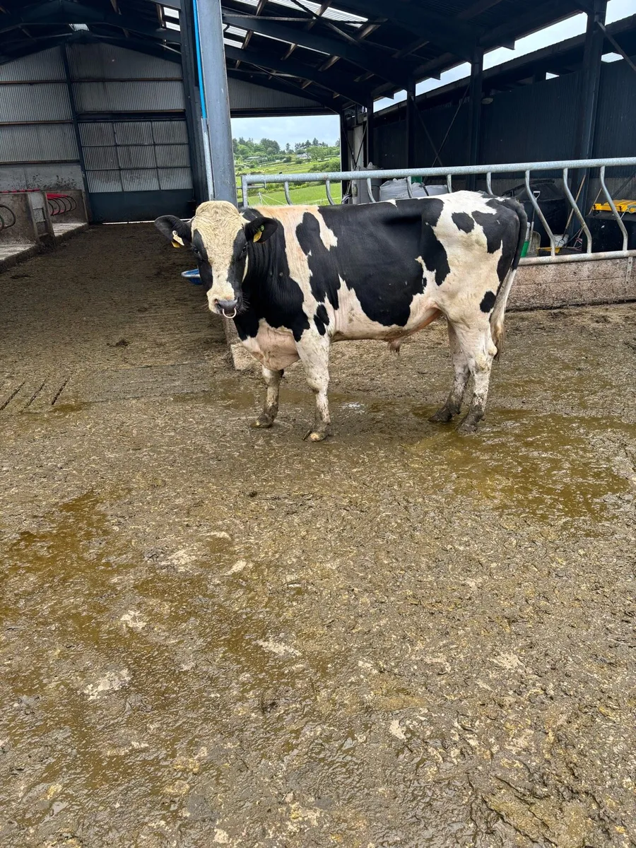 Pedigree Fr bulls - Image 1