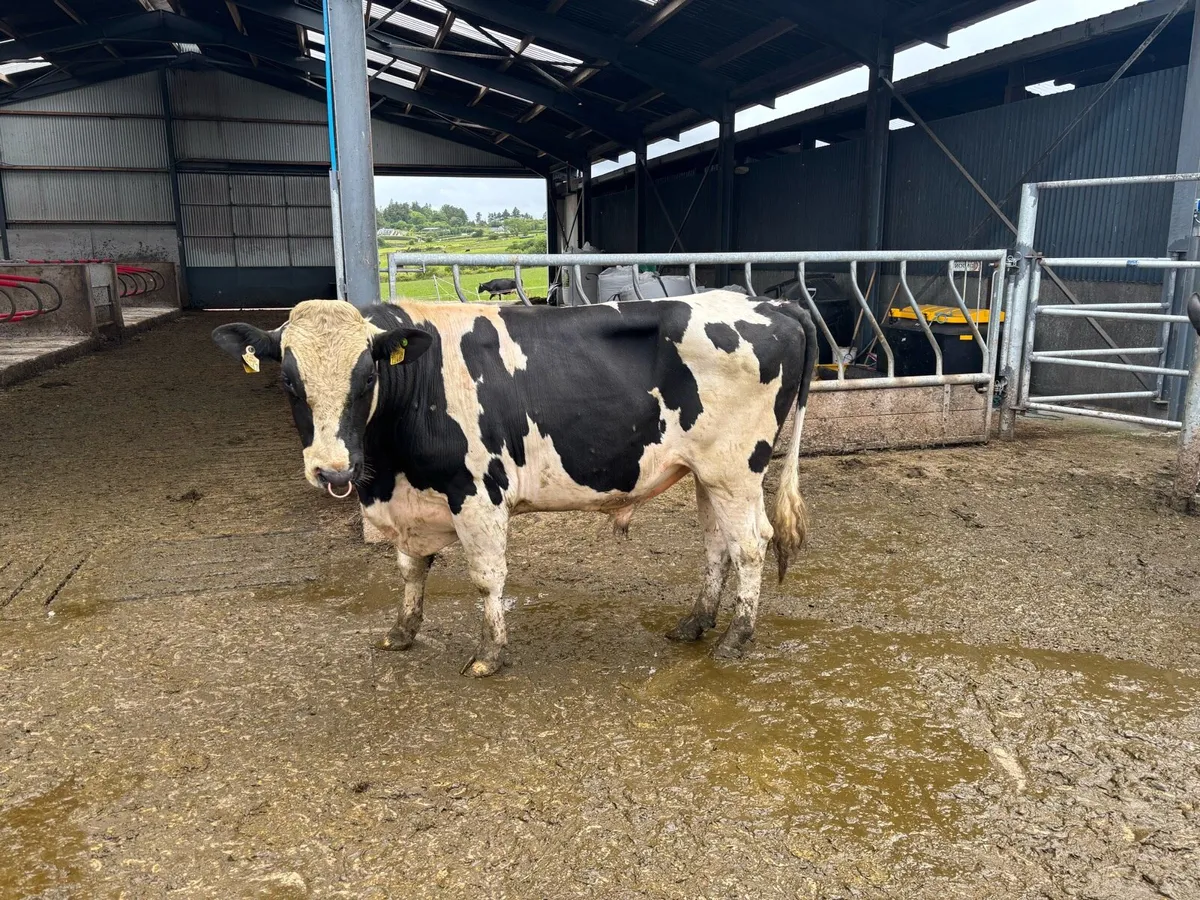 Pedigree Fr bulls - Image 2