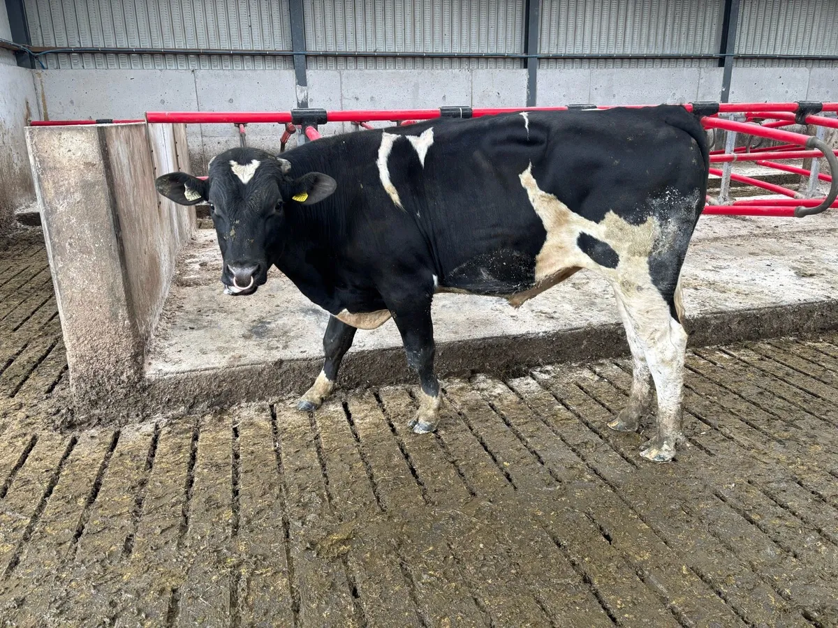 Pedigree Fr bulls - Image 4
