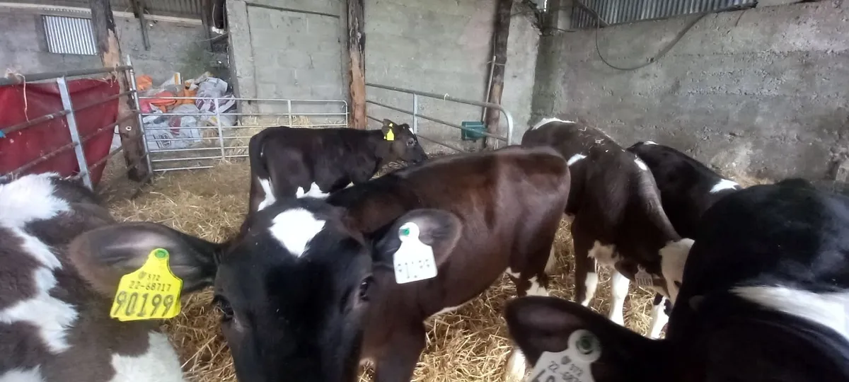 2 freisan heifer calves - Image 1