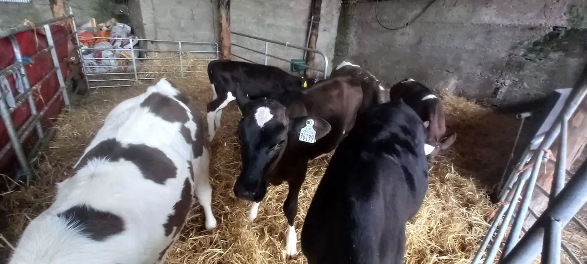 2 freisan heifer calves - Image 3