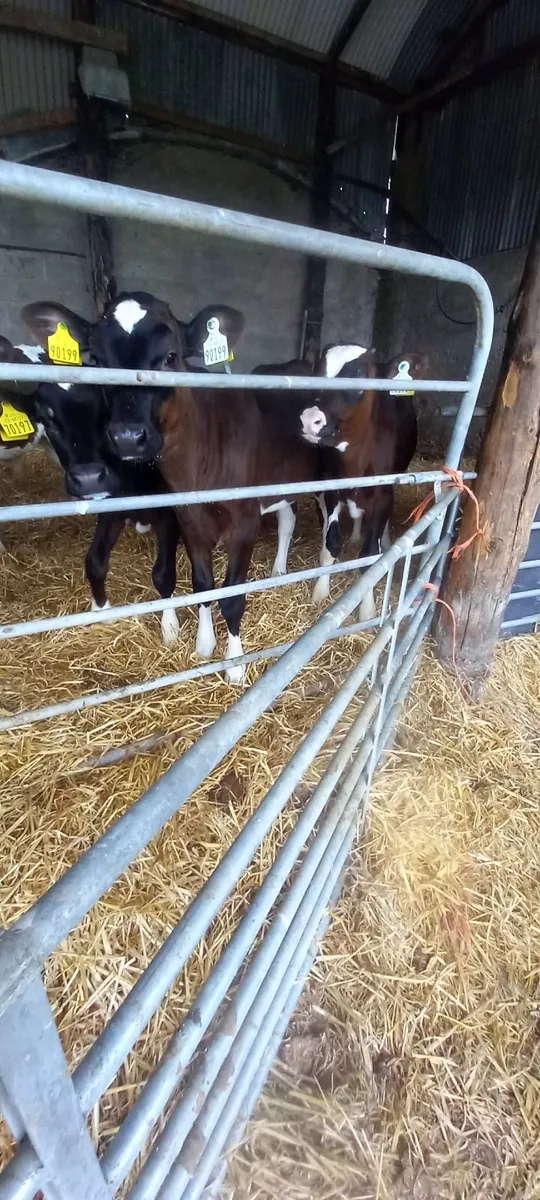 2 freisan heifer calves - Image 4