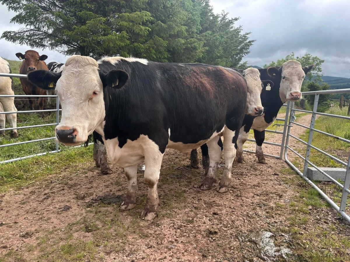 HEX & FRX & SIX Bullocks in Nenagh Mart - Image 1
