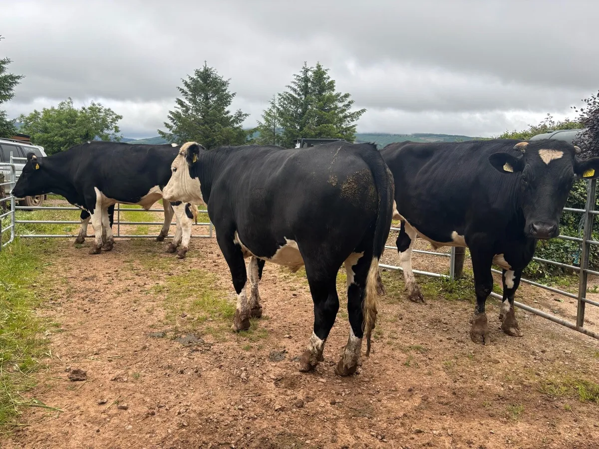 HEX & FRX & SIX Bullocks in Nenagh Mart - Image 3