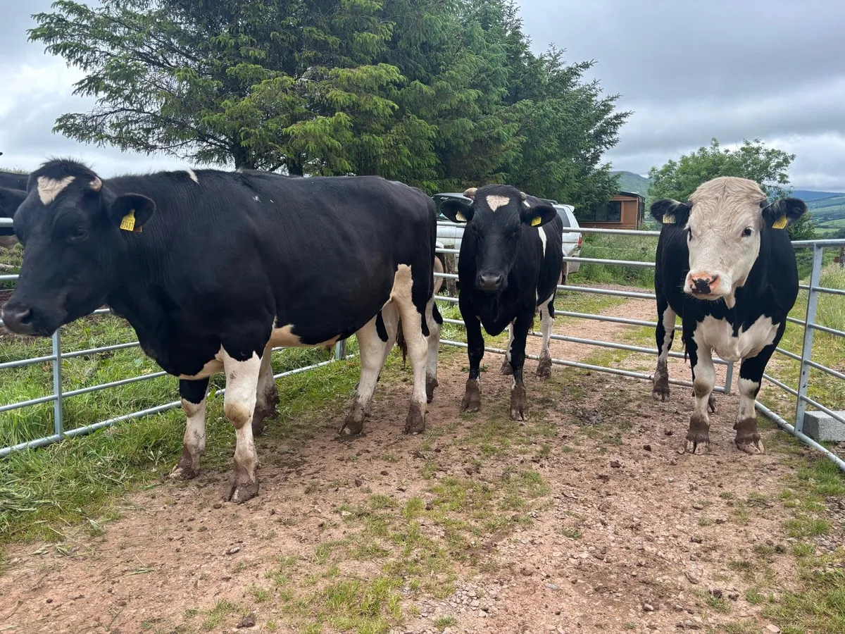 HEX & FRX & SIX Bullocks in Nenagh Mart - Image 4