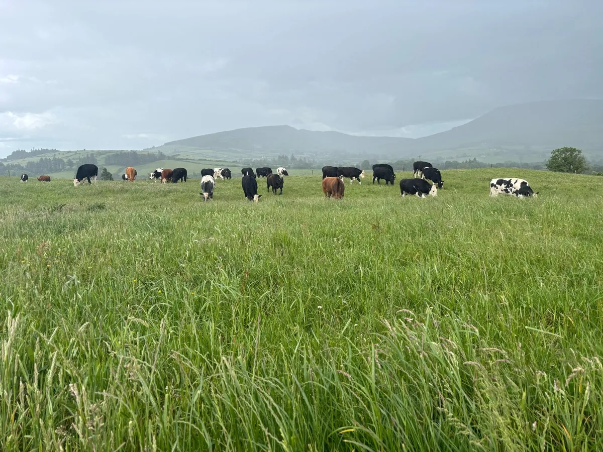 AAX & FR & SHX Bullocks in Roscrea Mart Today! - Image 2
