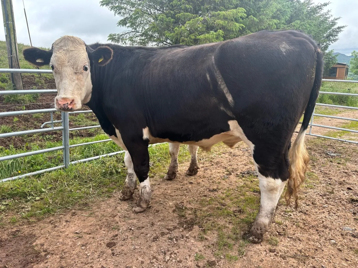HEX & FRX & SIX Bullocks in Nenagh Mart - Image 2