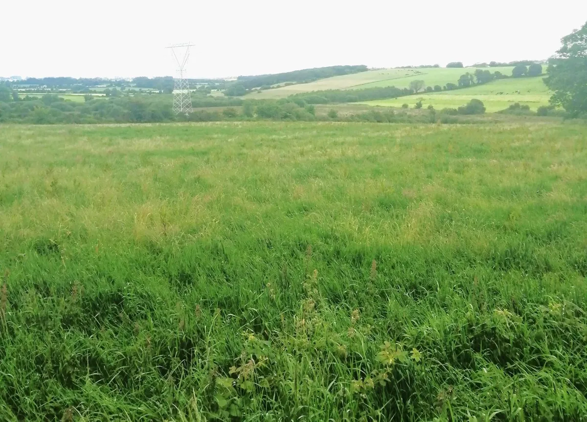growing silage - Image 1