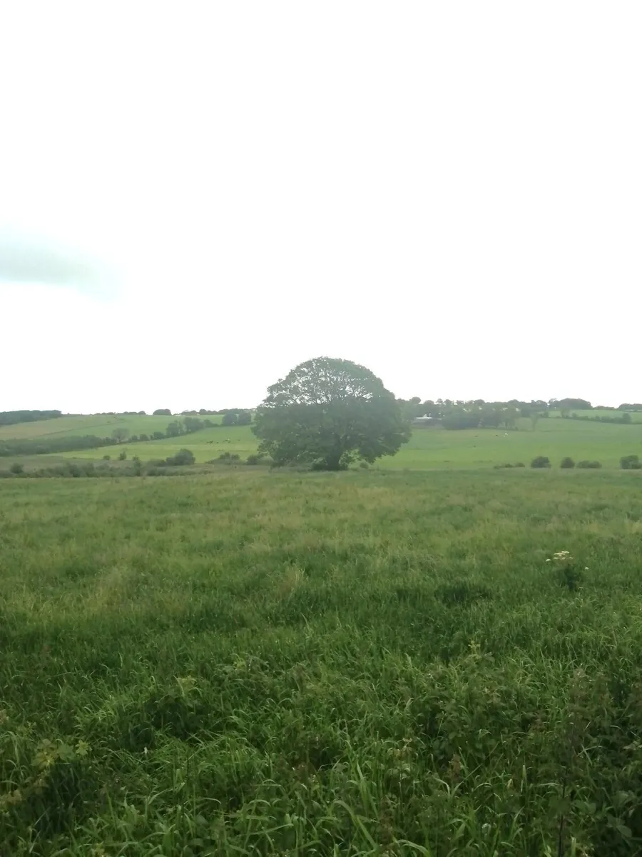 growing silage - Image 2