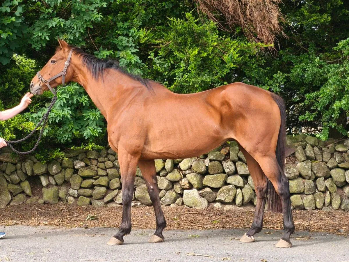 TB Broodmare. - Image 4