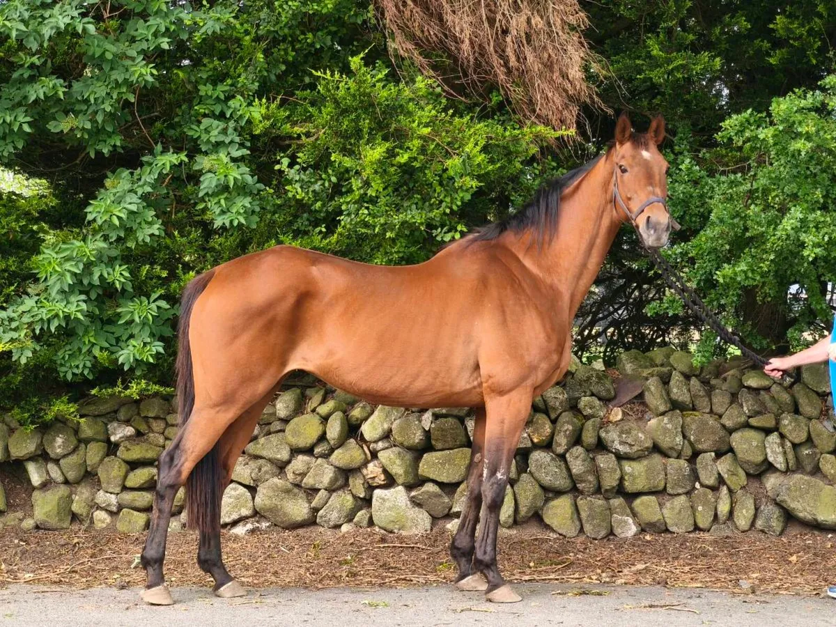 TB Broodmare. - Image 1