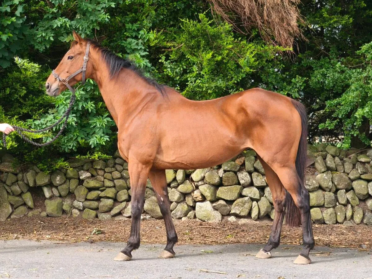 TB Broodmare. - Image 2
