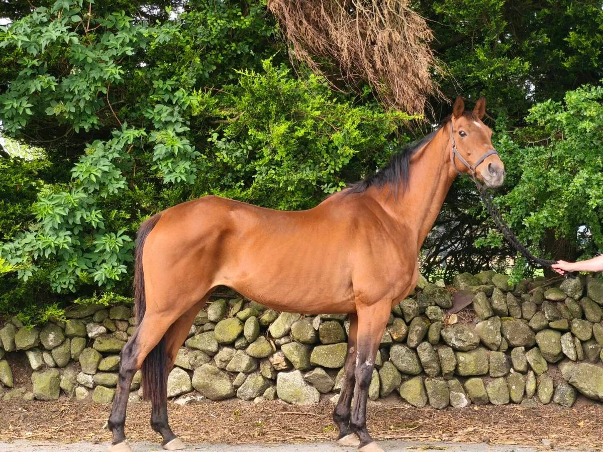 TB Broodmare. - Image 3