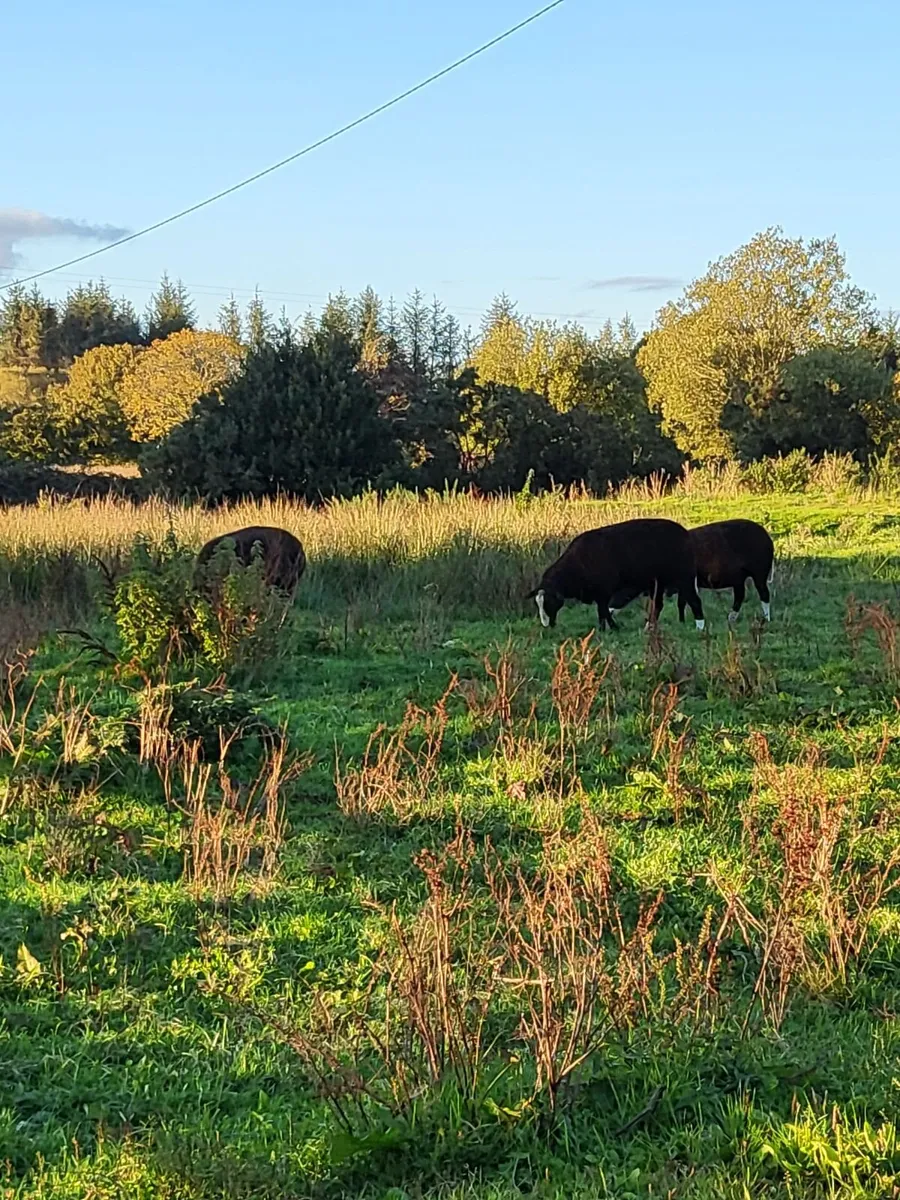 Looking for part time farm worker