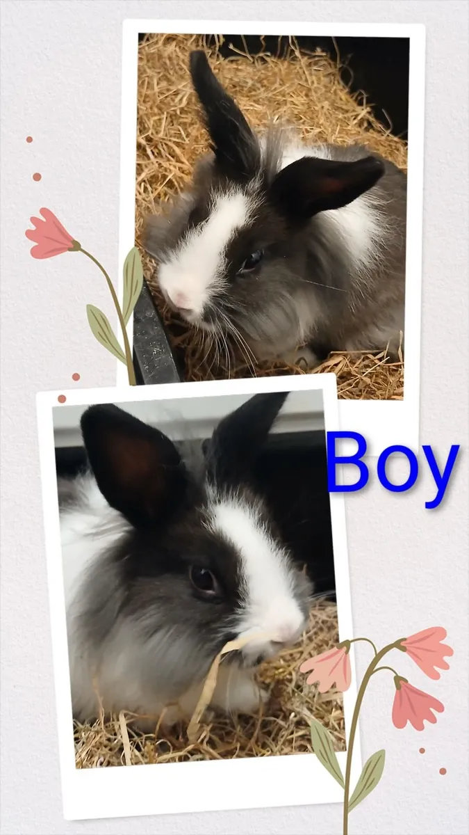 Rabbits - Image 4