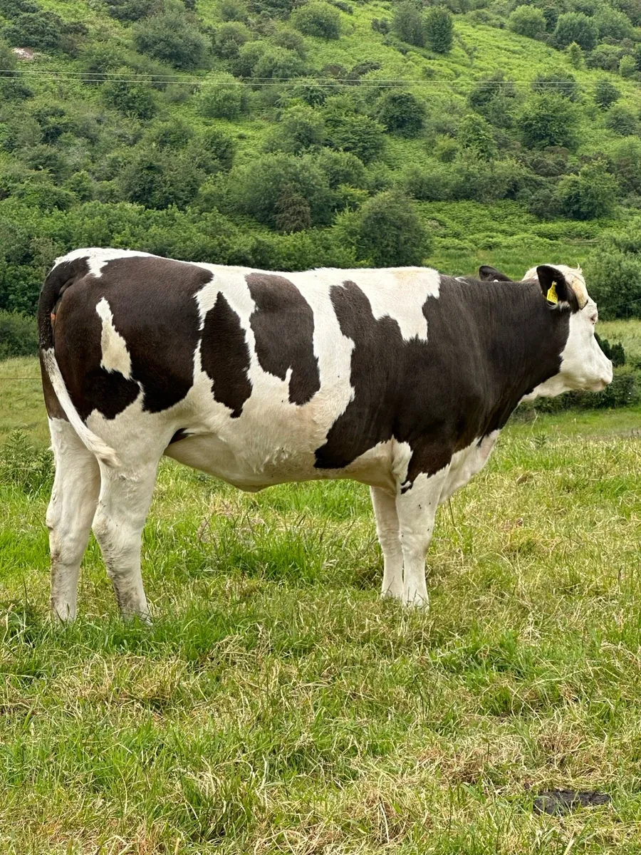Incalf Heifer - Image 1