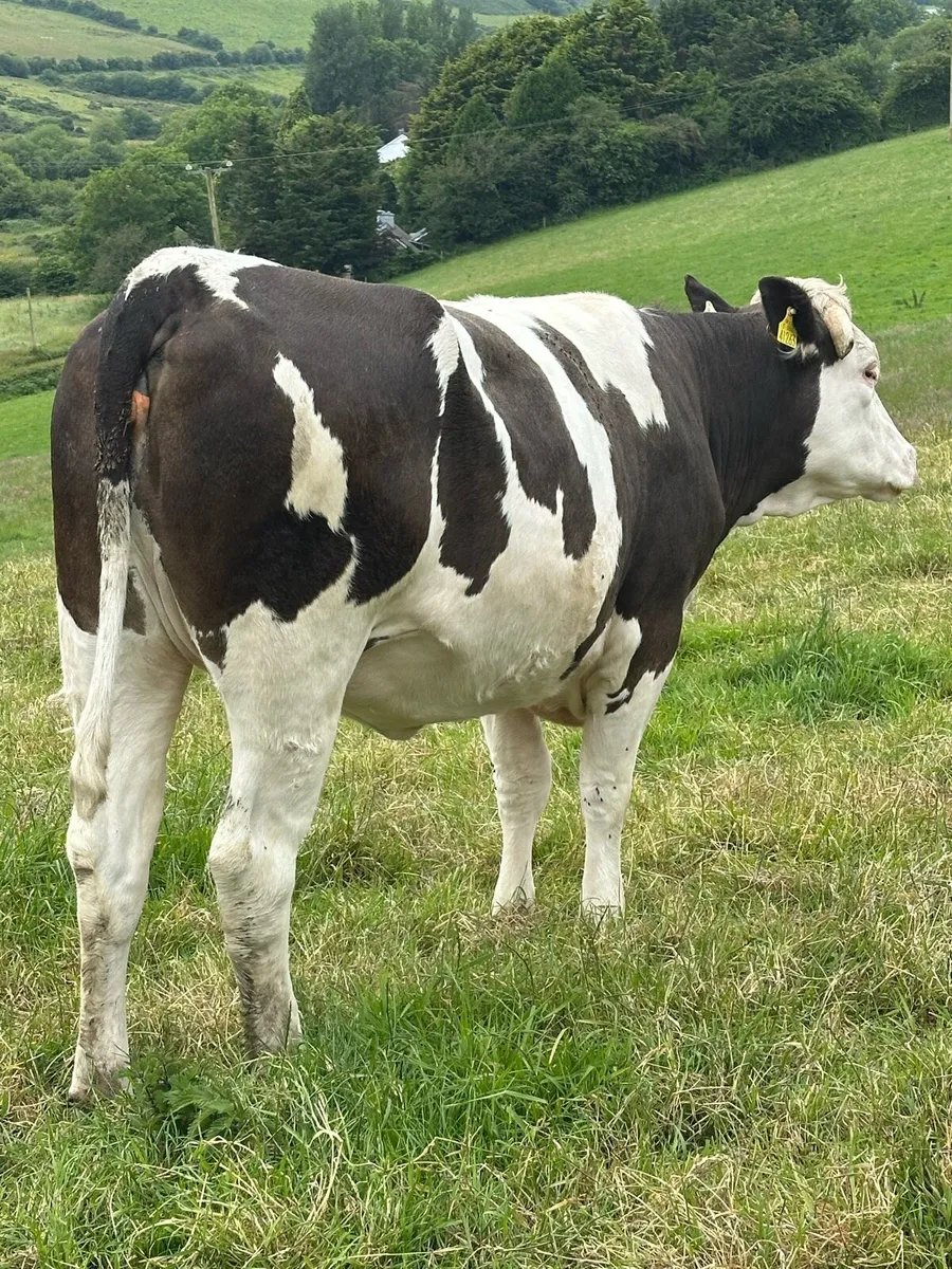 Incalf Heifer - Image 2