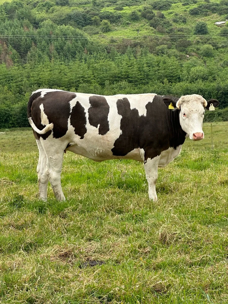 Incalf Heifer - Image 3
