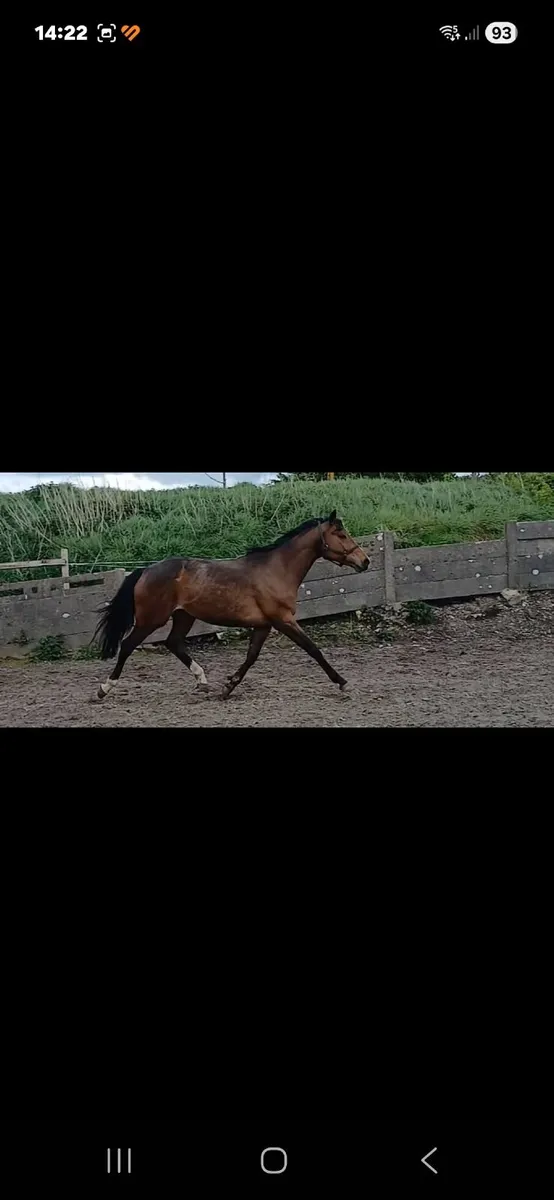 Horse - Image 2