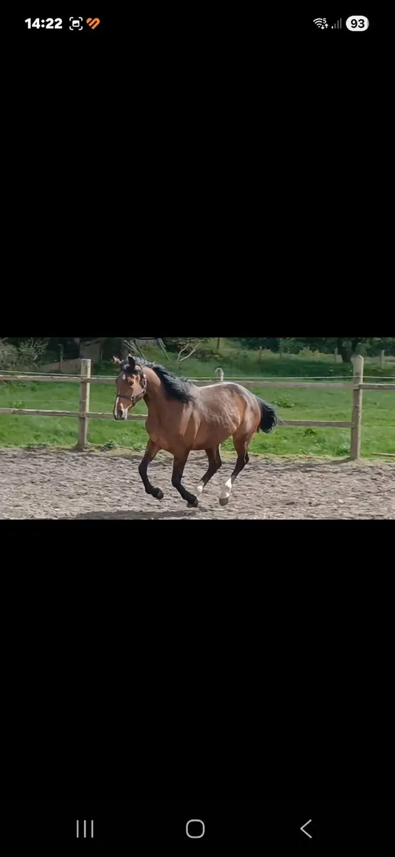 Horse - Image 3