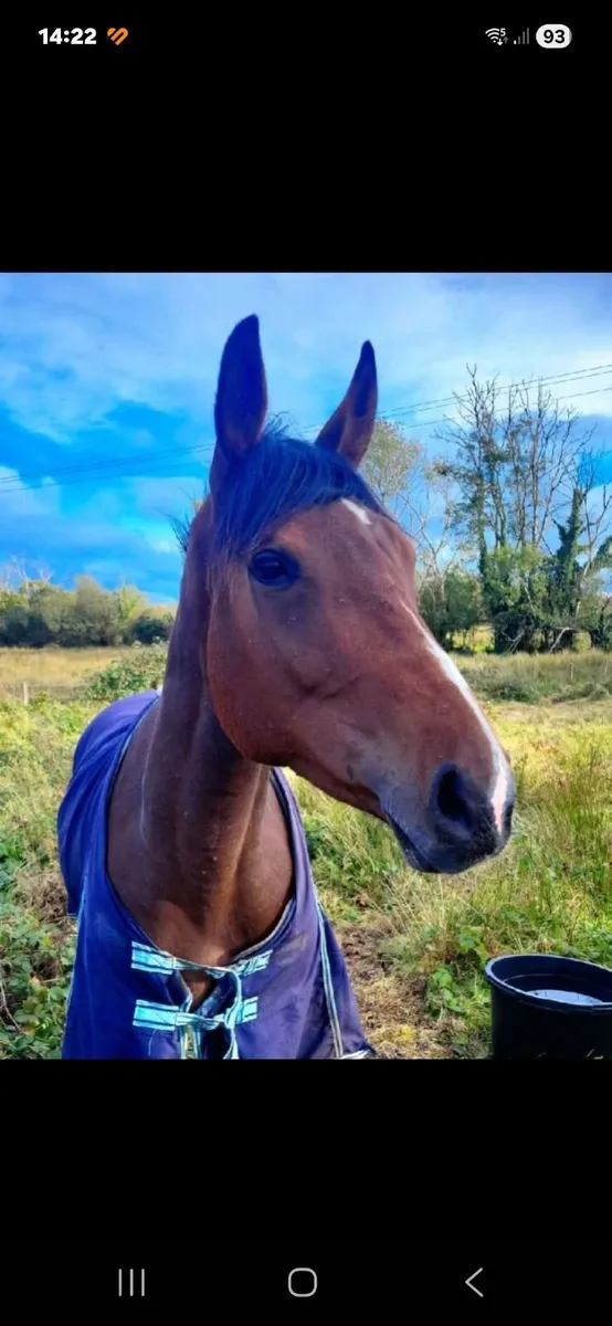 Horse - Image 1